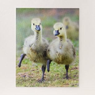 Kutest Baby Animals   Canadese Goose Goslings Legpuzzel