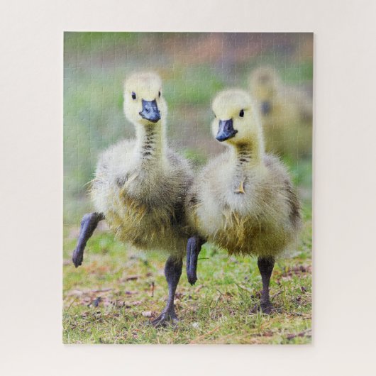 Kutest Baby Animals | Canadese Goose Goslings Legpuzzel (Verticaal)