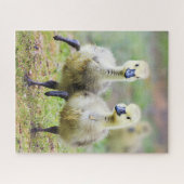 Kutest Baby Animals | Canadese Goose Goslings Legpuzzel (Horizontaal)
