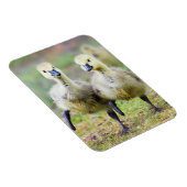 Kutest Baby Animals | Canadese Goose Goslings Magneet (Rechterzijde)