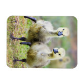 Kutest Baby Animals | Canadese Goose Goslings Magneet (Horizontaal)