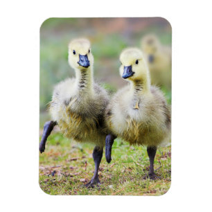 Kutest Baby Animals   Canadese Goose Goslings Magneet
