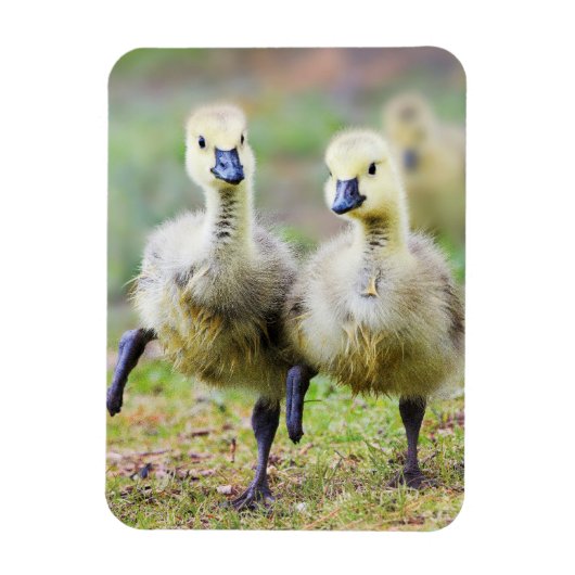 Kutest Baby Animals | Canadese Goose Goslings Magneet (Verticaal)