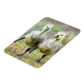 Kutest Baby Animals | Canadese Goose Goslings Magneet (Linkerzijde)