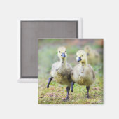 Kutest Baby Animals | Canadese Goose Goslings Magneet (Voorkant / Achterkant)
