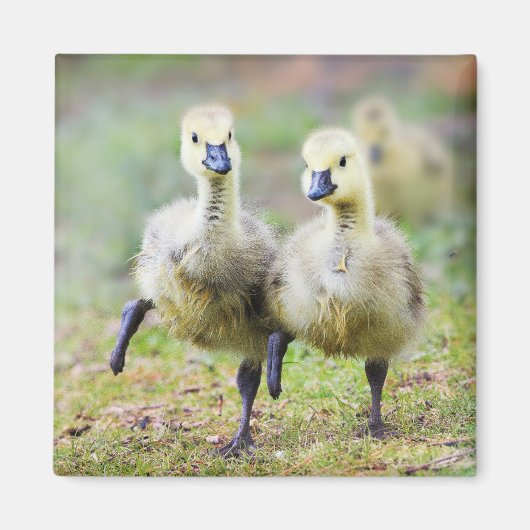 Kutest Baby Animals | Canadese Goose Goslings Magneet (Voorkant)
