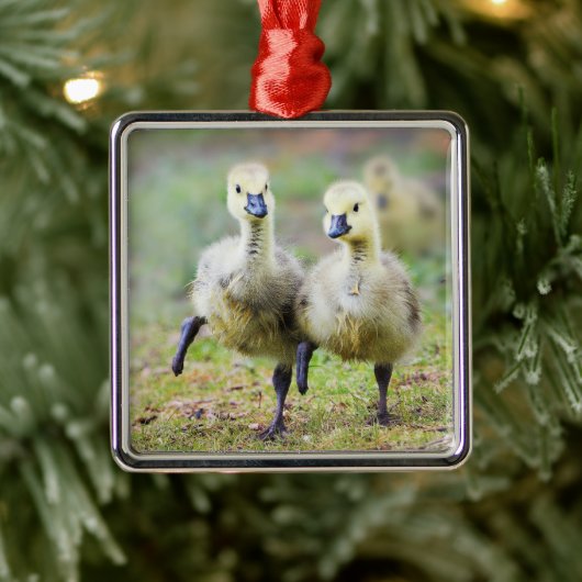 Kutest Baby Animals | Canadese Goose Goslings Metalen Ornament (Boom)