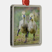 Kutest Baby Animals | Canadese Goose Goslings Metalen Ornament (Rechts)