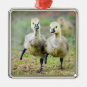 Kutest Baby Animals | Canadese Goose Goslings Metalen Ornament (Voorkant)