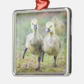 Kutest Baby Animals | Canadese Goose Goslings Metalen Ornament (Links)