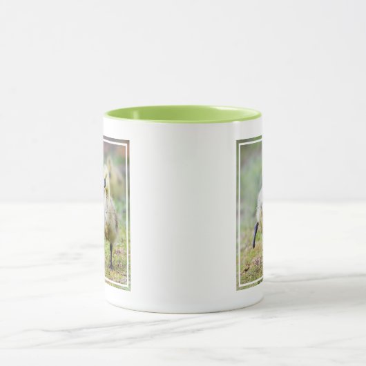 Kutest Baby Animals | Canadese Goose Goslings Mok (Midden)