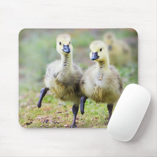 Kutest Baby Animals | Canadese Goose Goslings Muismat (Met muis)