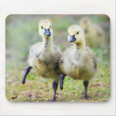 Kutest Baby Animals | Canadese Goose Goslings Muismat (Voorkant)