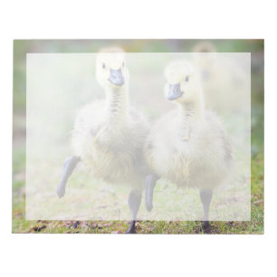 Kutest Baby Animals Canadese Goose Goslings Notitieblok