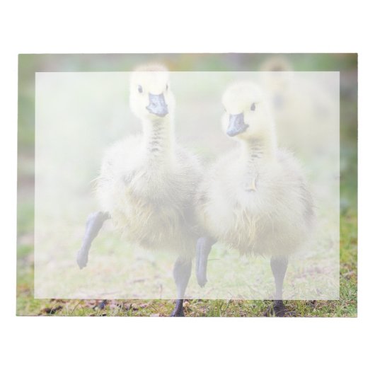 Kutest Baby Animals | Canadese Goose Goslings Notitieblok (Voorkant)
