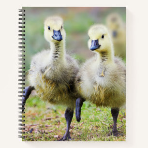 Kutest Baby Animals   Canadese Goose Goslings Notitieboek