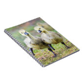 Kutest Baby Animals | Canadese Goose Goslings Notitieboek (Rechterzijde)