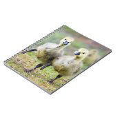 Kutest Baby Animals | Canadese Goose Goslings Notitieboek (Linkerzijde)