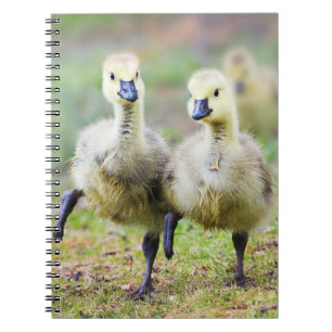 Kutest Baby Animals Canadese Goose Goslings Notitieboek