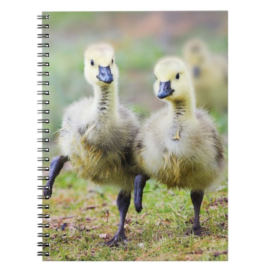 Kutest Baby Animals | Canadese Goose Goslings Notitieboek (Voorkant)