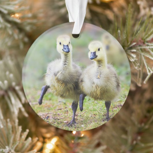 Kutest Baby Animals | Canadese Goose Goslings Ornament (Boom)