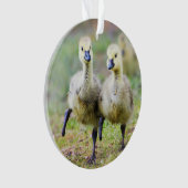 Kutest Baby Animals | Canadese Goose Goslings Ornament (voorkant)