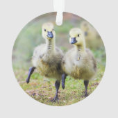 Kutest Baby Animals | Canadese Goose Goslings Ornament (achterkant)