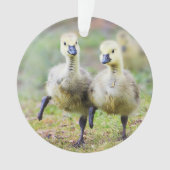 Kutest Baby Animals | Canadese Goose Goslings Ornament (voorkant)