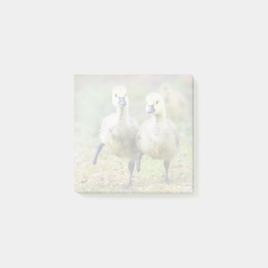 Kutest Baby Animals | Canadese Goose Goslings Post-it® Notes (Voorkant)