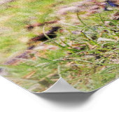 Kutest Baby Animals | Canadese Goose Goslings Poster (Hoek)