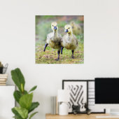 Kutest Baby Animals | Canadese Goose Goslings Poster (Thuiskantoor)