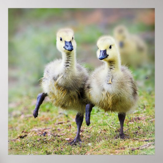 Kutest Baby Animals | Canadese Goose Goslings Poster (Voorkant)