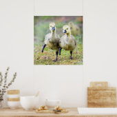 Kutest Baby Animals | Canadese Goose Goslings Poster (Keuken)