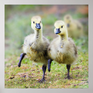 Kutest Baby Animals   Canadese Goose Goslings Poster