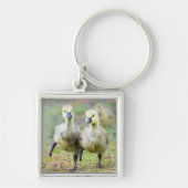 Kutest Baby Animals | Canadese Goose Goslings Sleutelhanger (Voorkant)