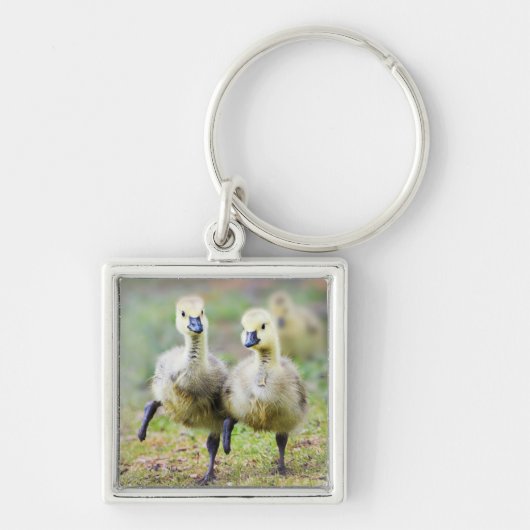 Kutest Baby Animals | Canadese Goose Goslings Sleutelhanger (Voorkant)