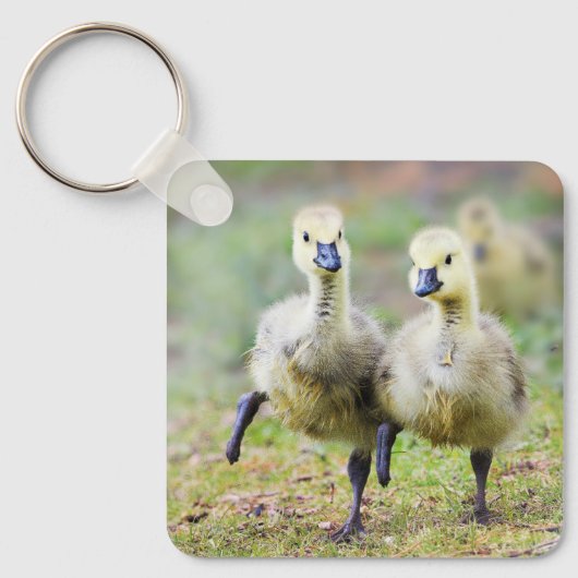 Kutest Baby Animals | Canadese Goose Goslings Sleutelhanger (Voorkant)