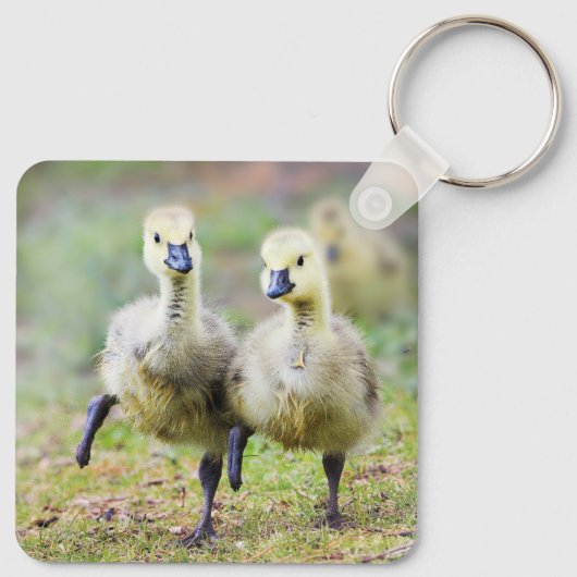 Kutest Baby Animals | Canadese Goose Goslings Sleutelhanger (Achterkant)