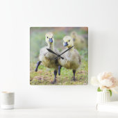 Kutest Baby Animals | Canadese Goose Goslings Vierkante Klok (Huis)