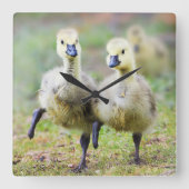 Kutest Baby Animals | Canadese Goose Goslings Vierkante Klok (Voorkant)