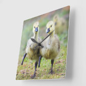 Kutest Baby Animals | Canadese Goose Goslings Vierkante Klok (Hoek)