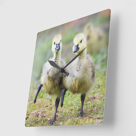 Kutest Baby Animals | Canadese Goose Goslings Vierkante Klok (Hoek)