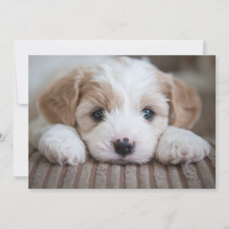 Kutest Baby Animals | Cavashon Puppy Bedankkaart