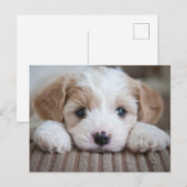 Kutest Baby Animals | Cavashon Puppy Briefkaart (Voorkant / Achterkant)