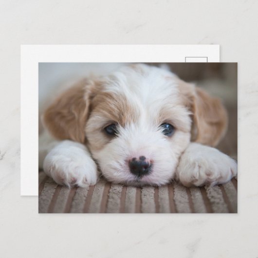 Kutest Baby Animals | Cavashon Puppy Briefkaart (Voorkant / Achterkant)