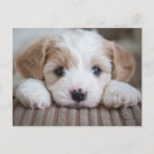 Kutest Baby Animals | Cavashon Puppy Briefkaart (Voorkant)