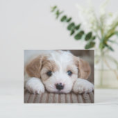 Kutest Baby Animals | Cavashon Puppy Briefkaart (Staand voorkant)