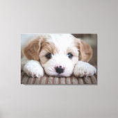 Kutest Baby Animals | Cavashon Puppy Canvas Afdruk (Voorkant)