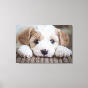 Kutest Baby Animals   Cavashon Puppy Canvas Afdruk