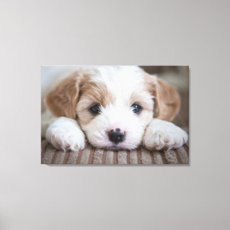 Kutest Baby Animals | Cavashon Puppy Canvas Afdruk
